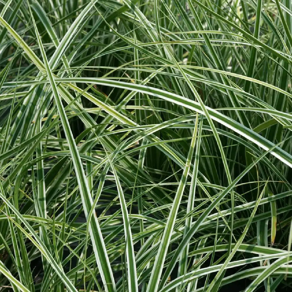 CAREX oshimensis 'Everest' ('Fiwhite') ® image -1