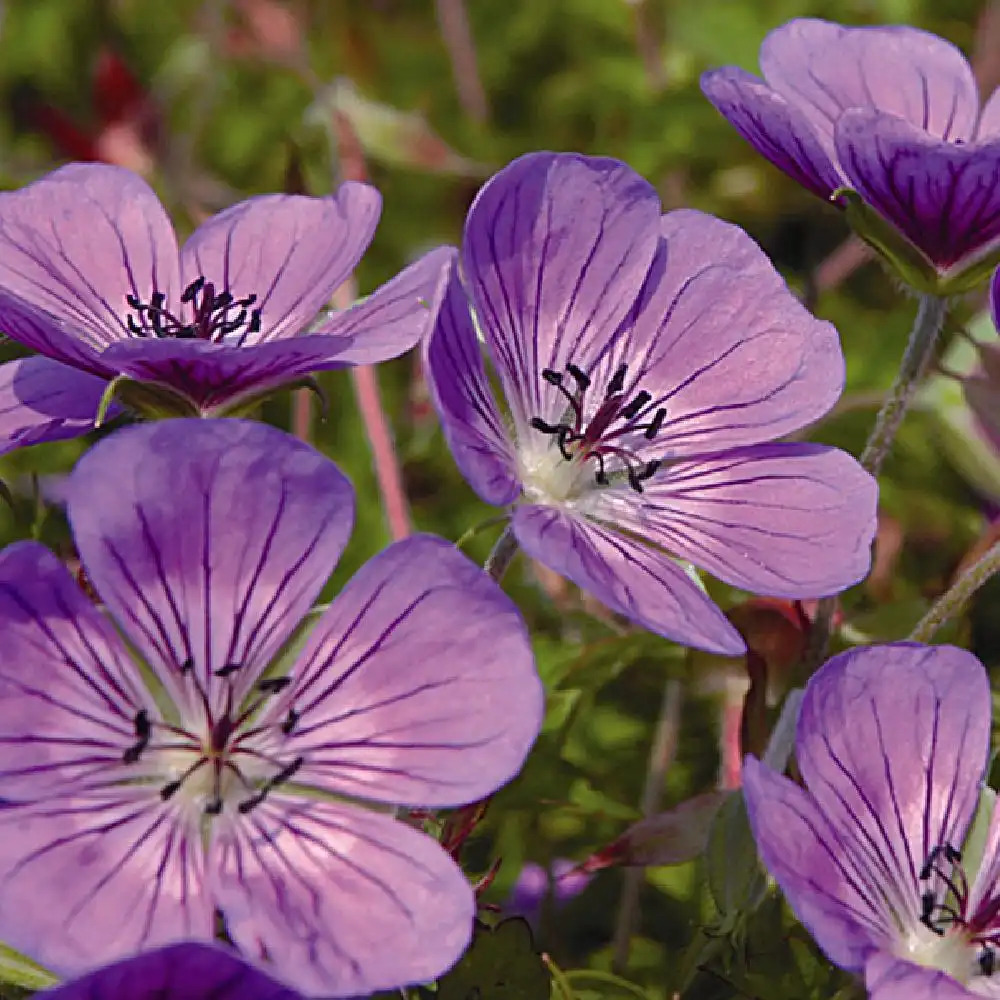 GERANIUM 'Sweet Heidy' ® GERANIUM vivace image -1