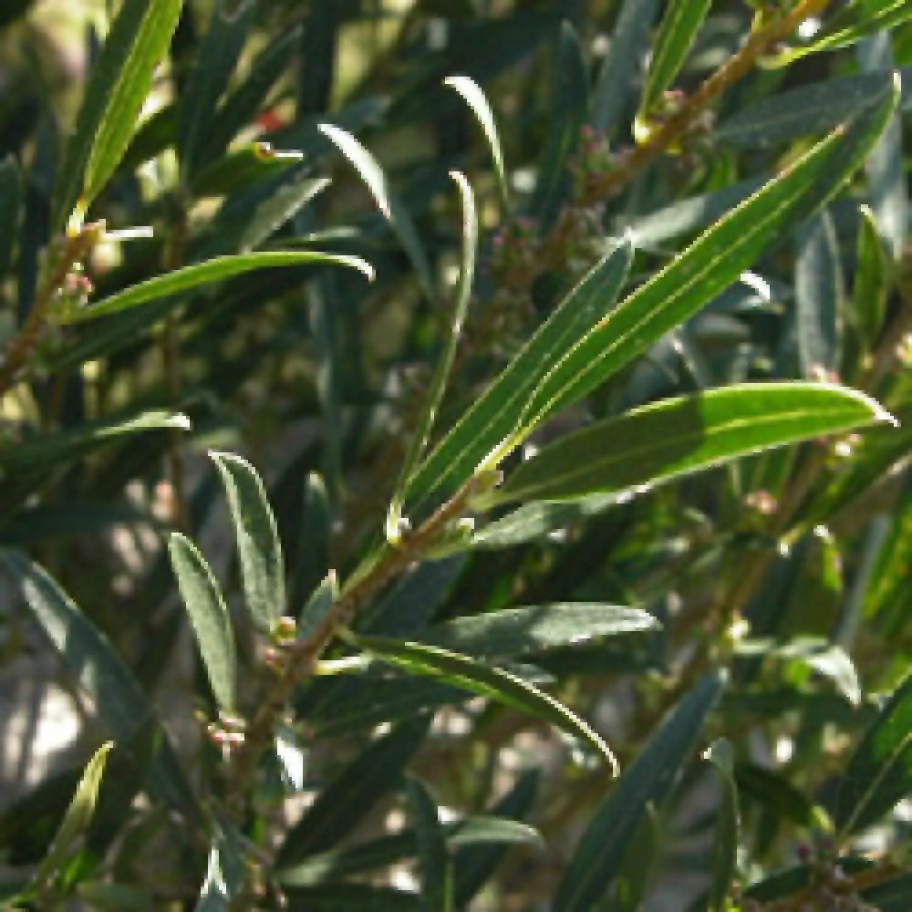Phillyrea Angustifolia Frosmarinifolia