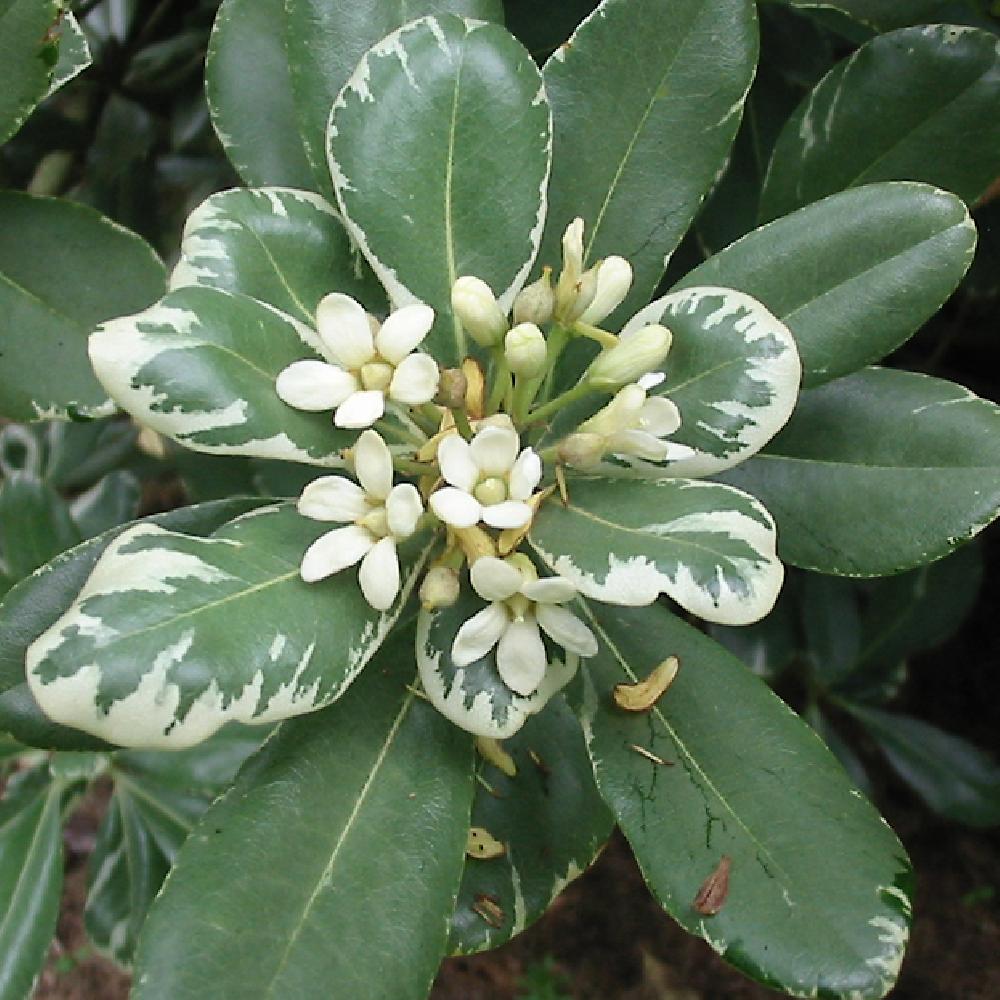 Pittosporum Tobira Variegatum Pepinieres Lepage Bretagne Bord De Mer