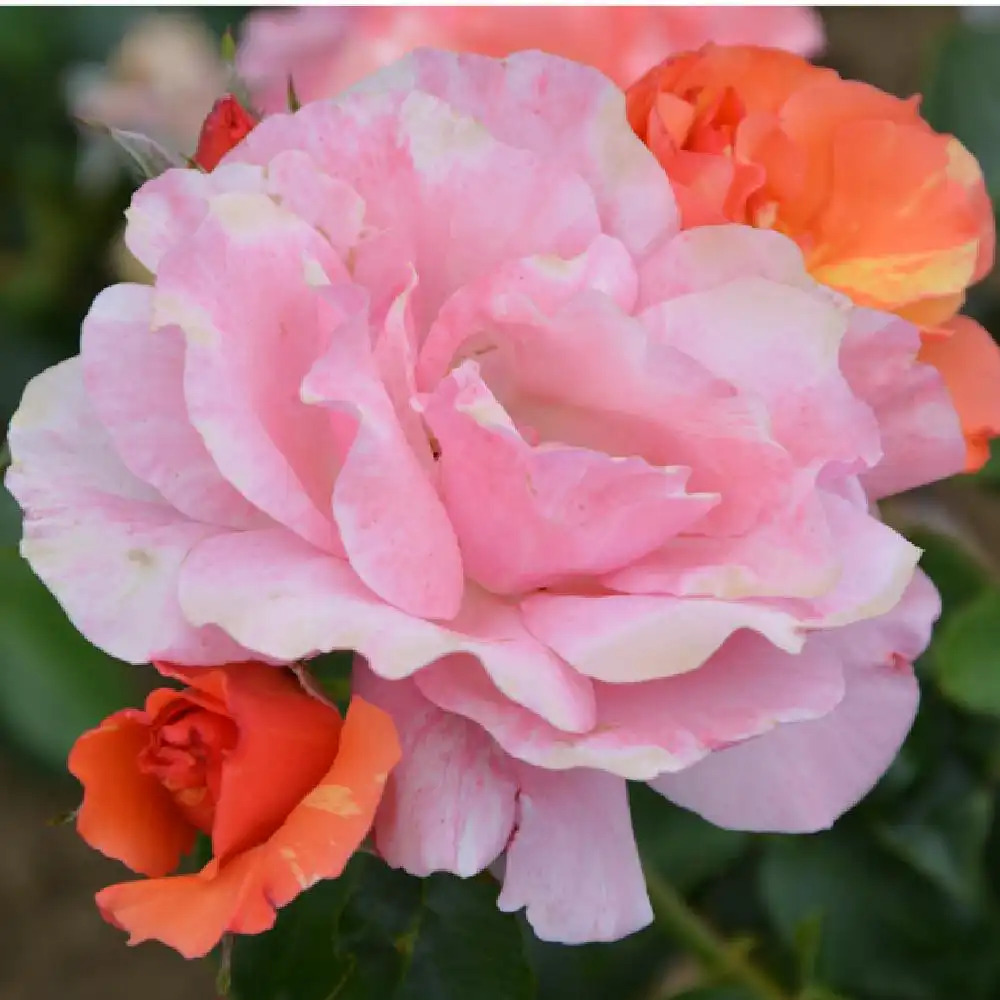 ROSA 'Sorbet Fruité' ® Rosier grimpant image 1