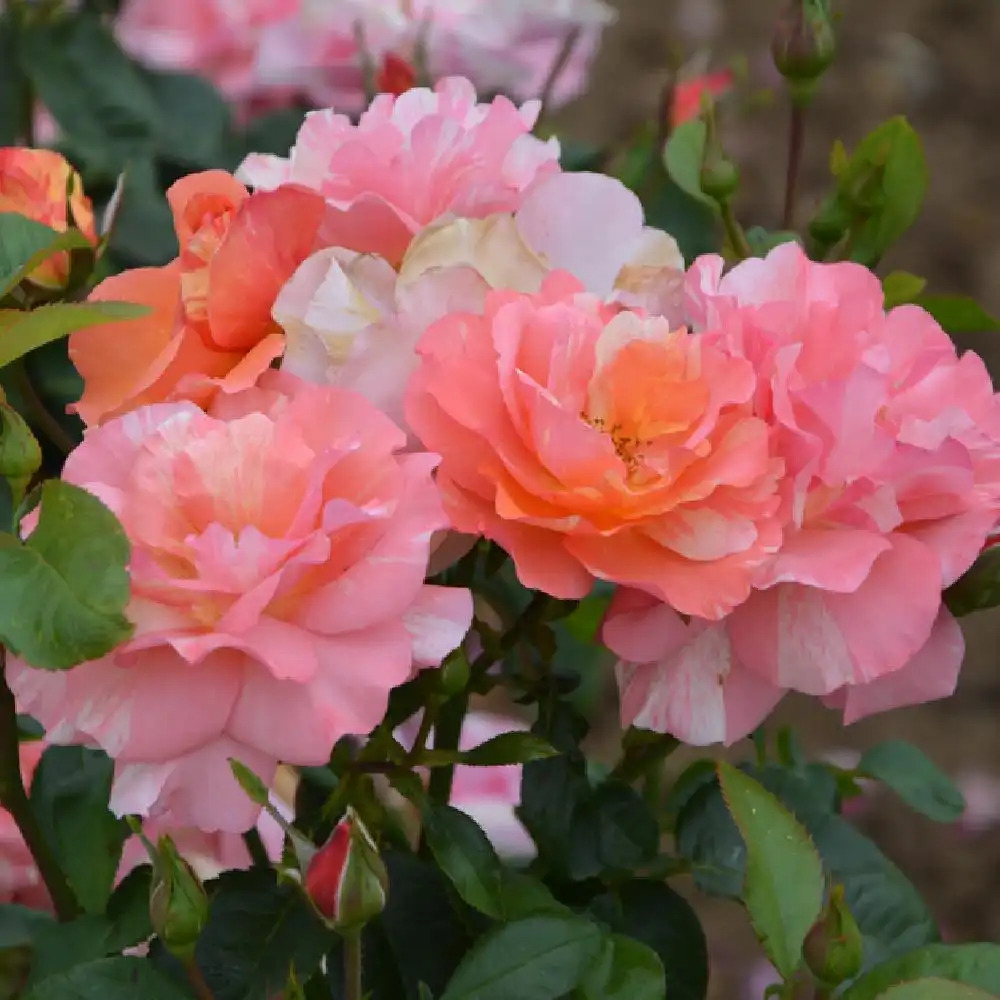 ROSA 'Sorbet Fruité' ® Rosier grimpant image 2