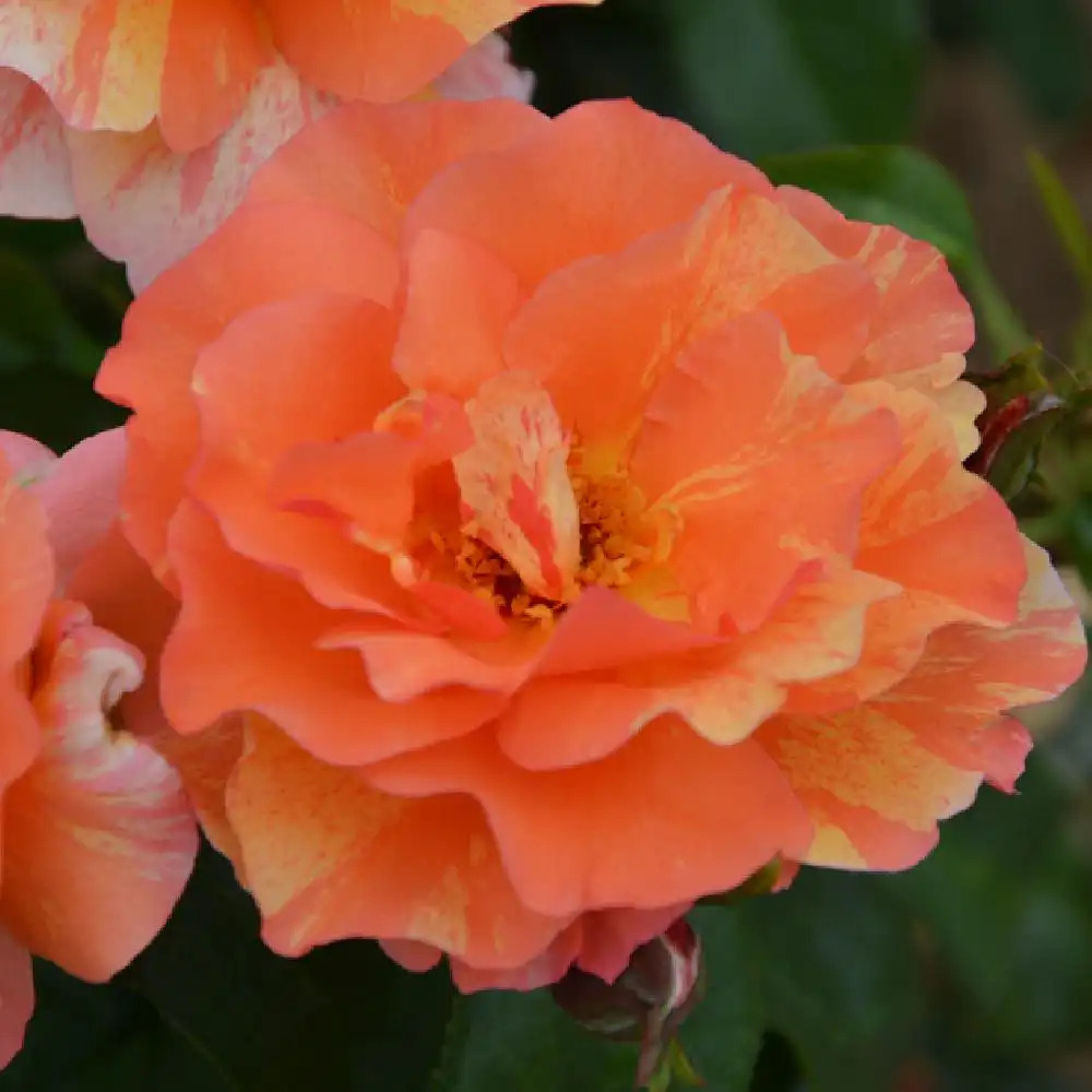 ROSA 'Sorbet Fruité' ® Rosier grimpant image 3