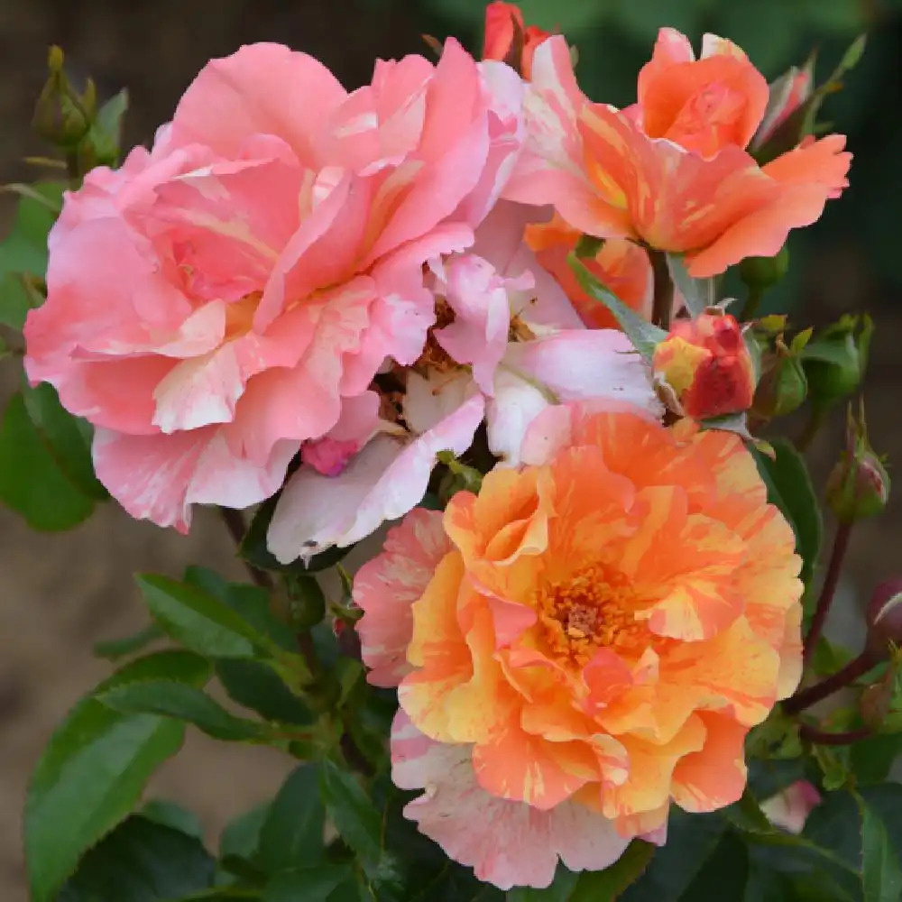ROSA 'Sorbet Fruité' ® Rosier grimpant image 4