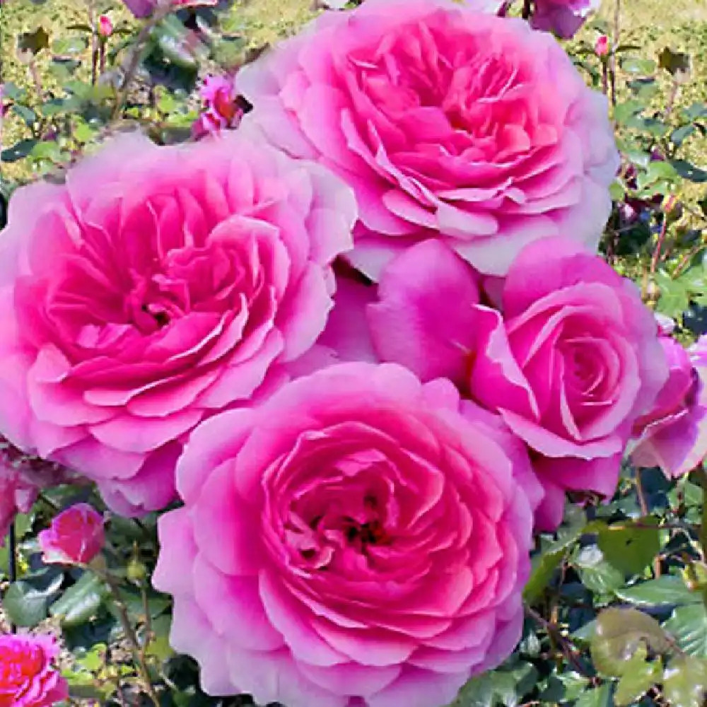 ROSA 'Rose de Bayonne'®