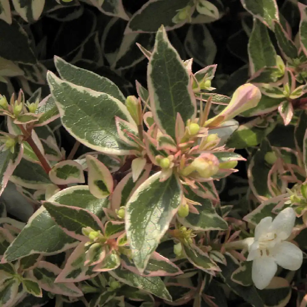 ABELIA x grandiflora 'Confetti'