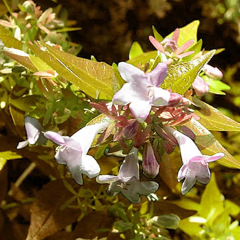 ABELIA x grandiflora 'Francis Masson'