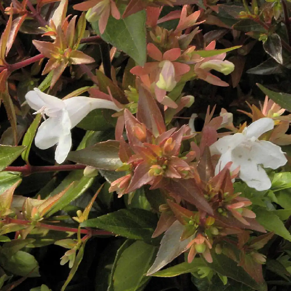 ABELIA x grandiflora 'Prostata'