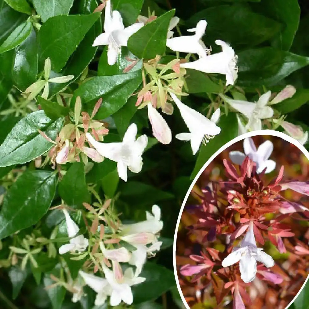 ABELIA x grandiflora 'Sherwoodii'