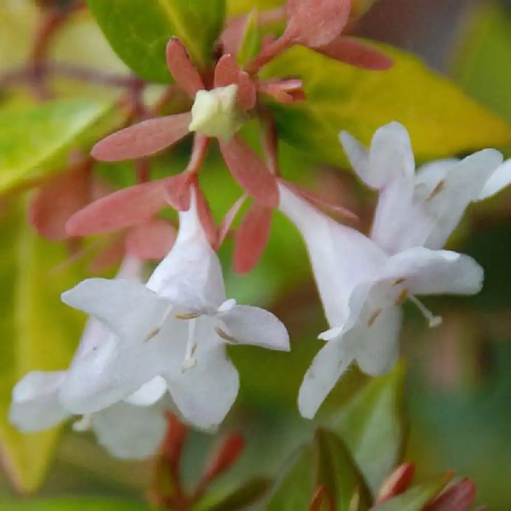 ABELIA x grandiflora 'Snowdrift'