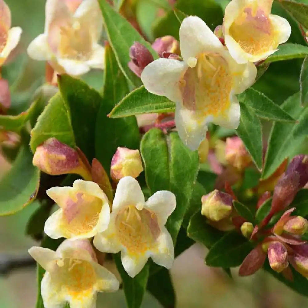 ABELIA x grandiflora SUNNY CHARM®