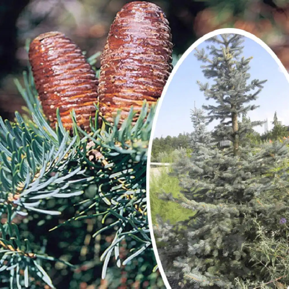 ABIES concolor