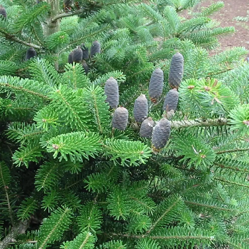 ABIES koreana