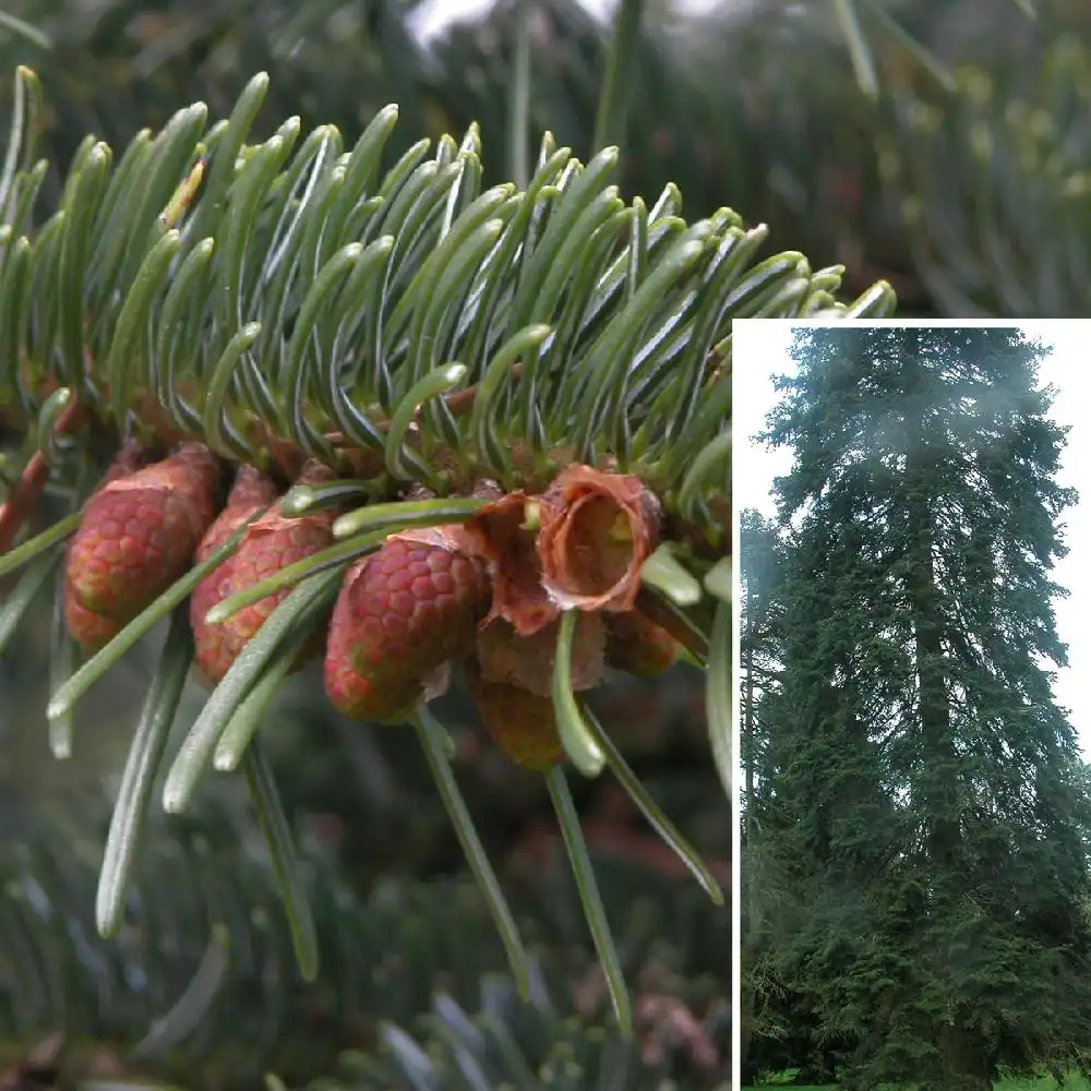 ABIES nordmanniana