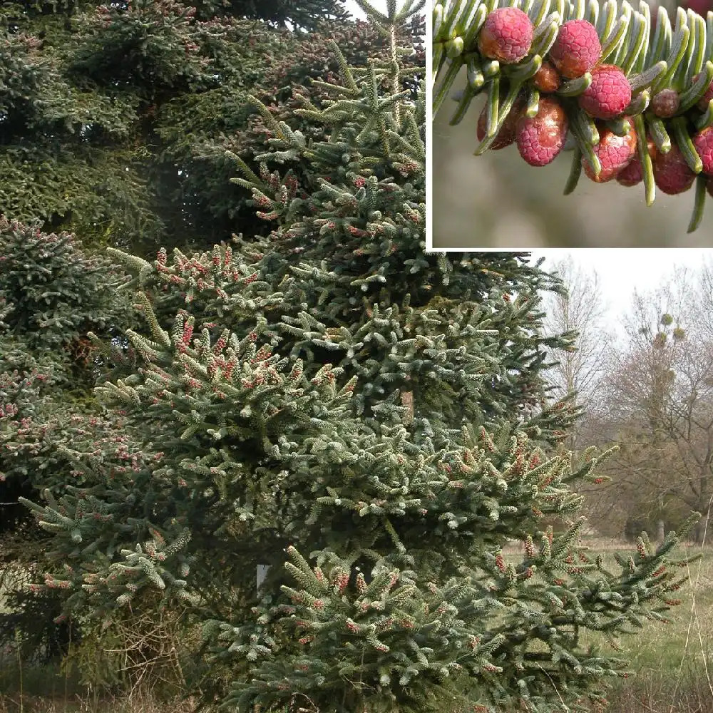 ABIES pinsapo 'Aurea'