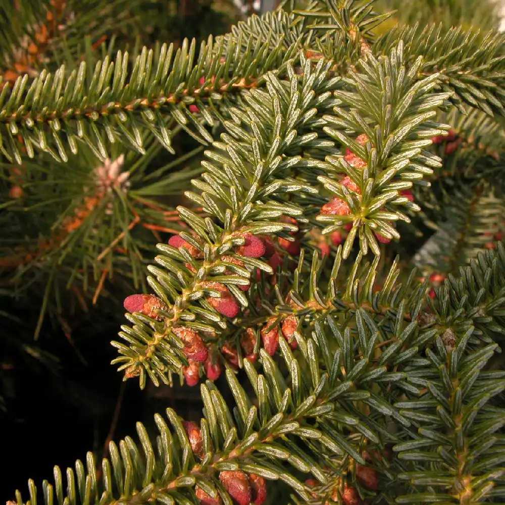 ABIES pinsapo 'Glauca'