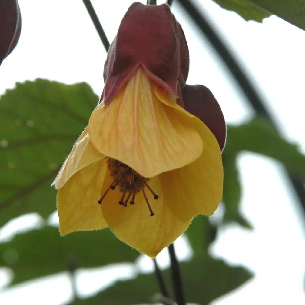 ABUTILON 'Kentish Belle'