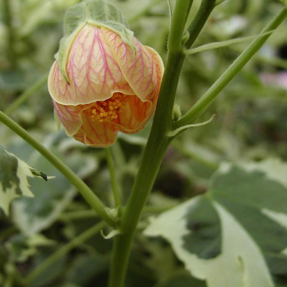 ABUTILON 'Souvenir de Bonn'