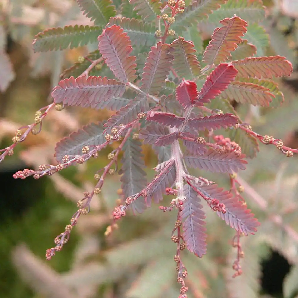 ACACIA baileyana 'Purpurea'