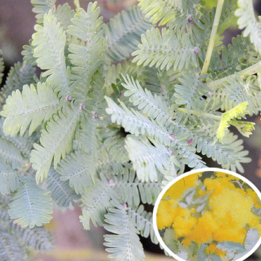 ACACIA baileyana