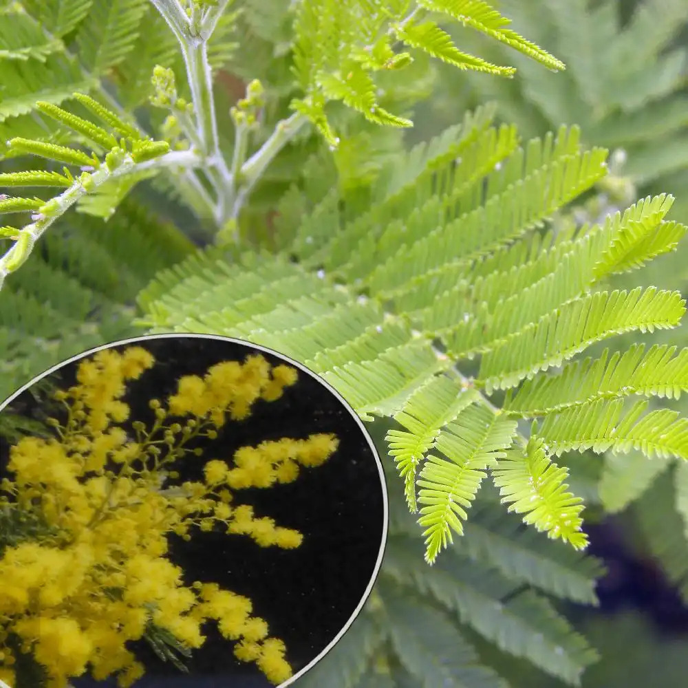 ACACIA dealbata 'Gaulois Astier'