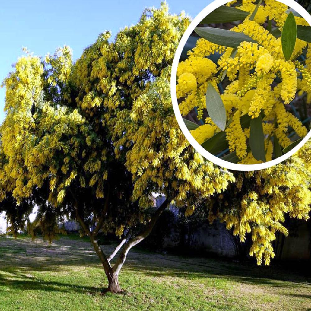 ACACIA longifolia