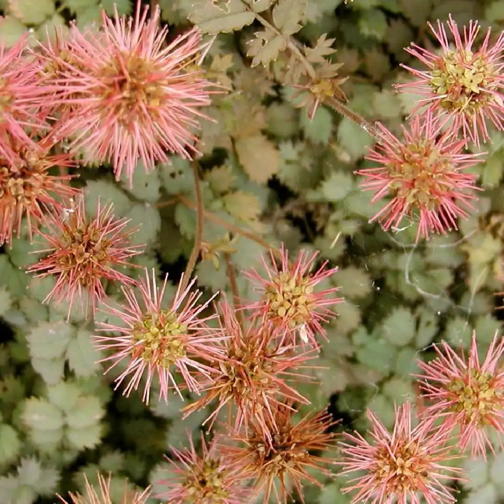 ACAENA microphylla 'Kupferteppich'