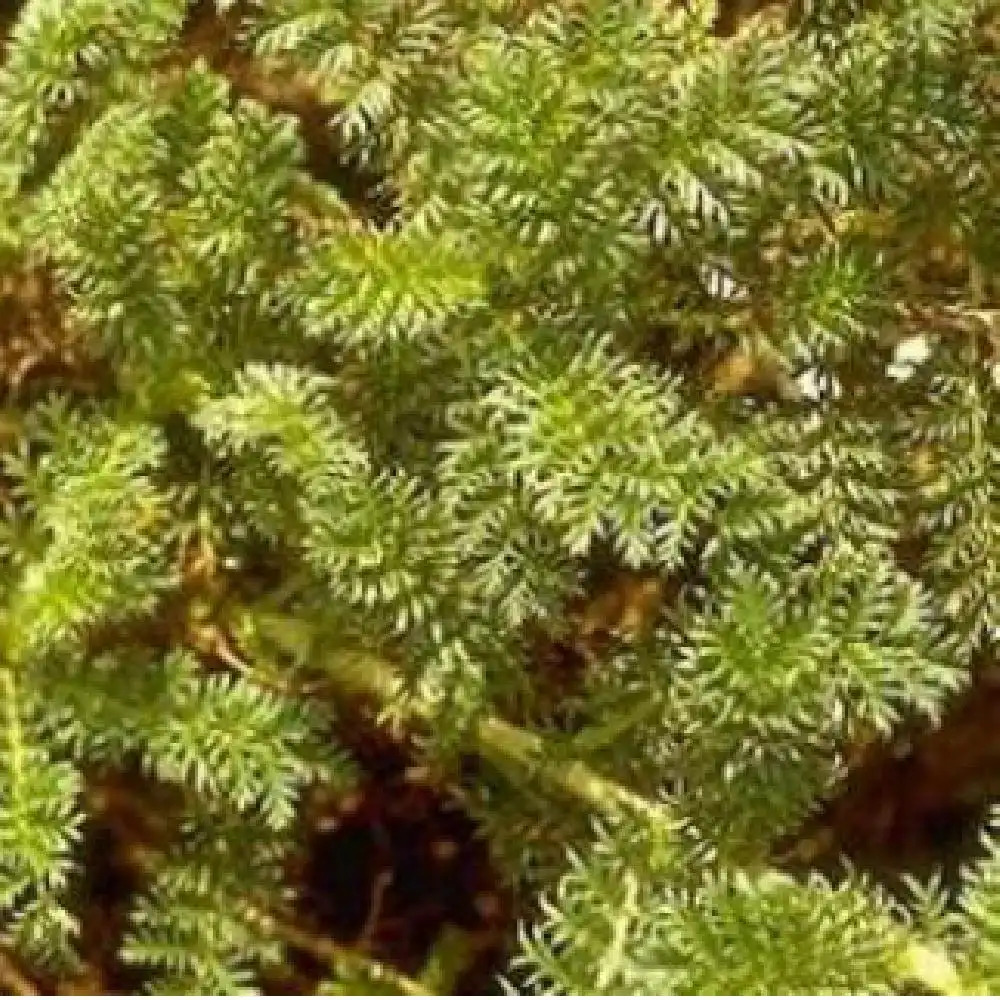 ACAENA myriophylla (A. potentillina)