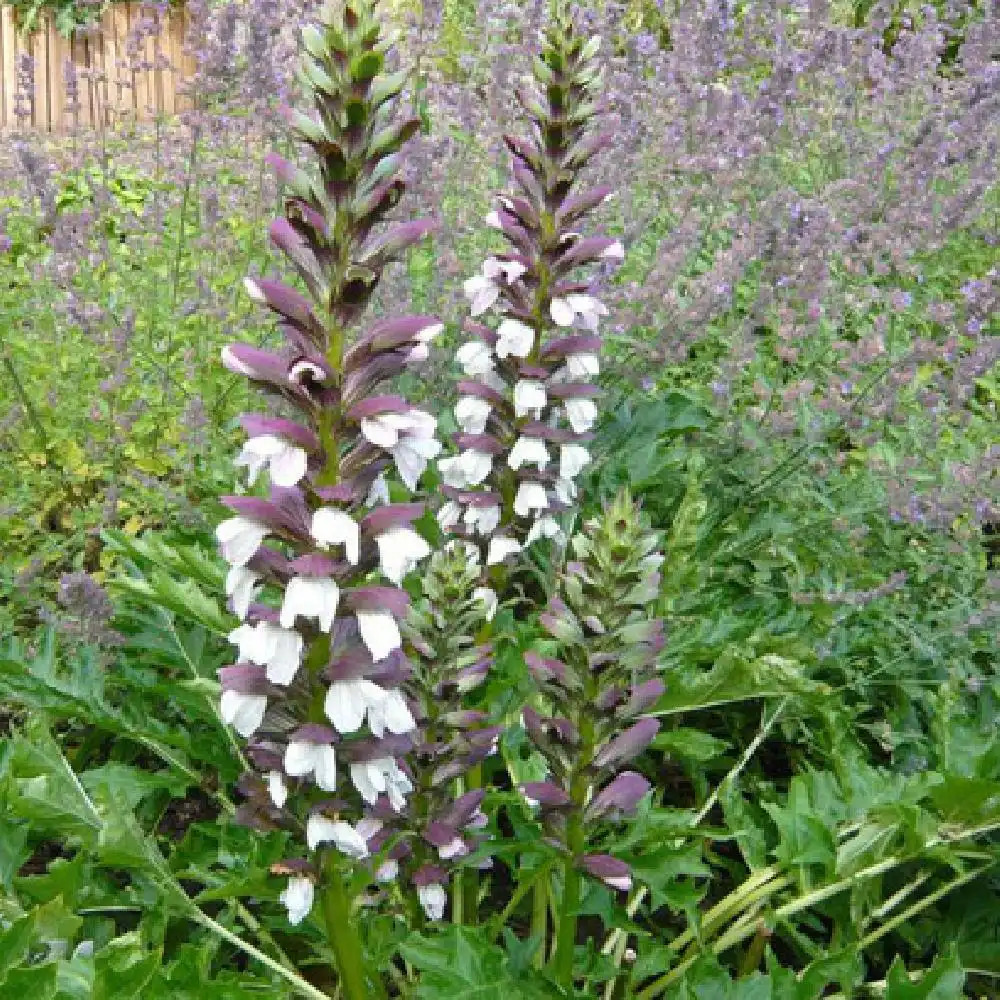 ACANTHUS hungaricus (longifolius)