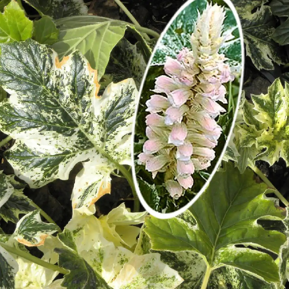 ACANTHUS mollis 'Tasmanian Angel'