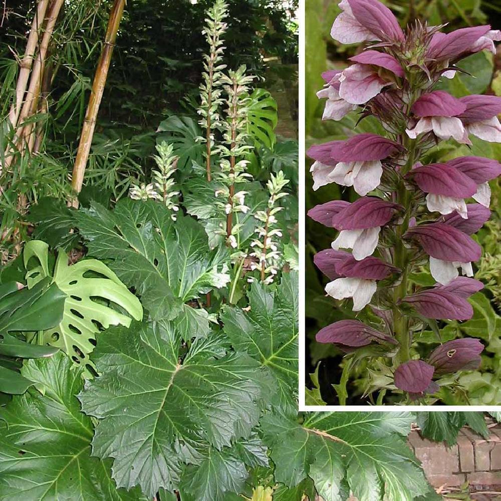 ACANTHUS mollis