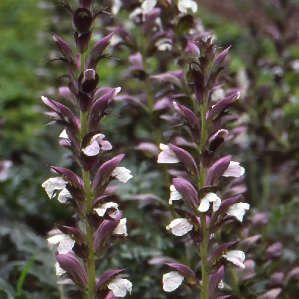 ACANTHUS spinosus