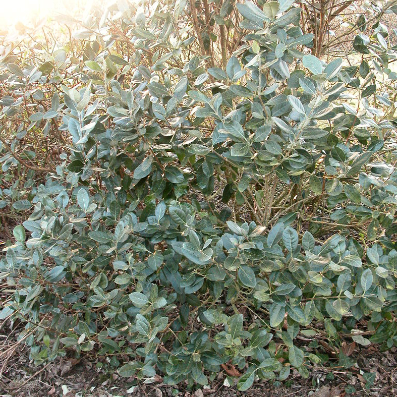 ACCA sellowiana 'Marie'