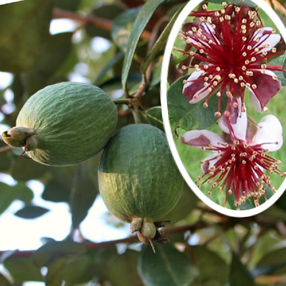 ACCA sellowiana 'Triumph'