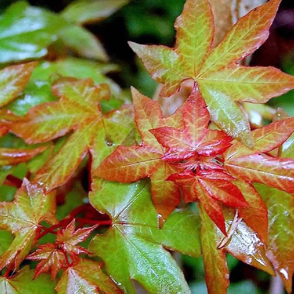 ACER cappadocicum 'Rubrum'