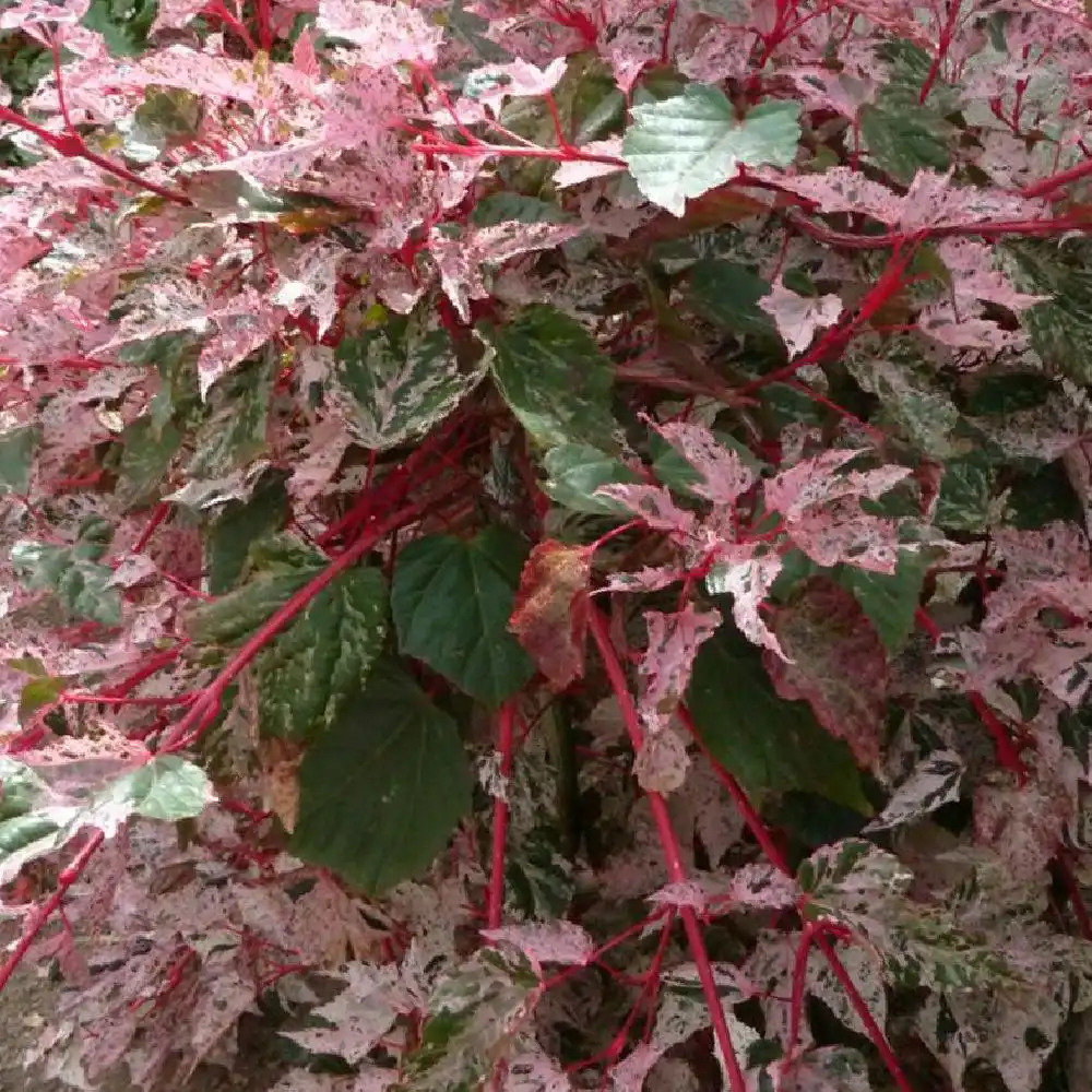 ACER x conspicuum 'Red Flamingo'