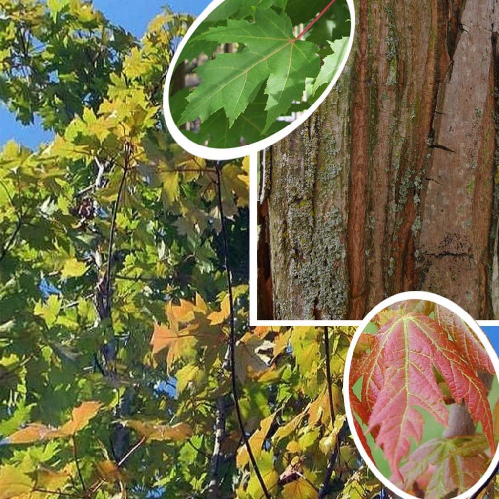 ACER x freemanii 'Autumn Blaze' (='Jeffersred')