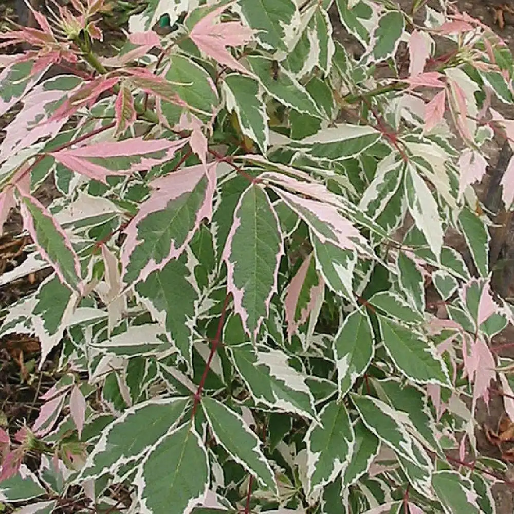 ACER negundo 'Flamingo'