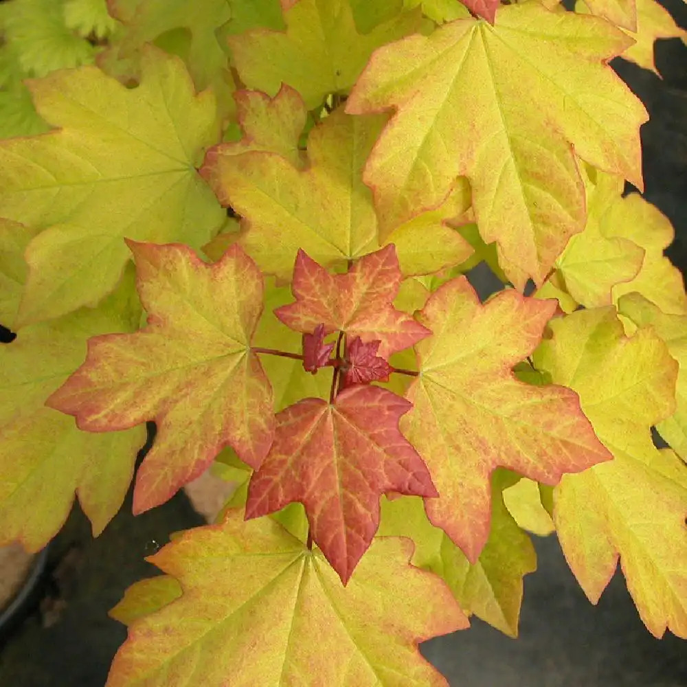 Acer campestre  Érable champêtre - Van den Berk Pépinières