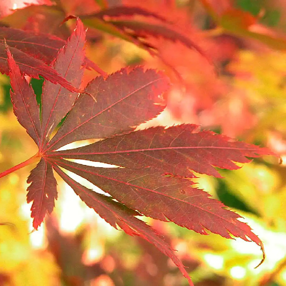 ACER palmatum 'Atropurpureum'