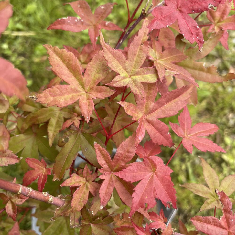 ACER palmatum 'Beni-maiko'