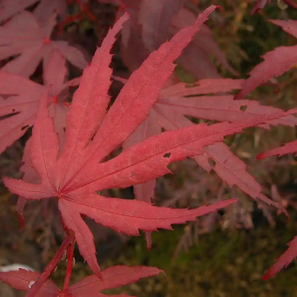 ACER palmatum 'Bloodgood'