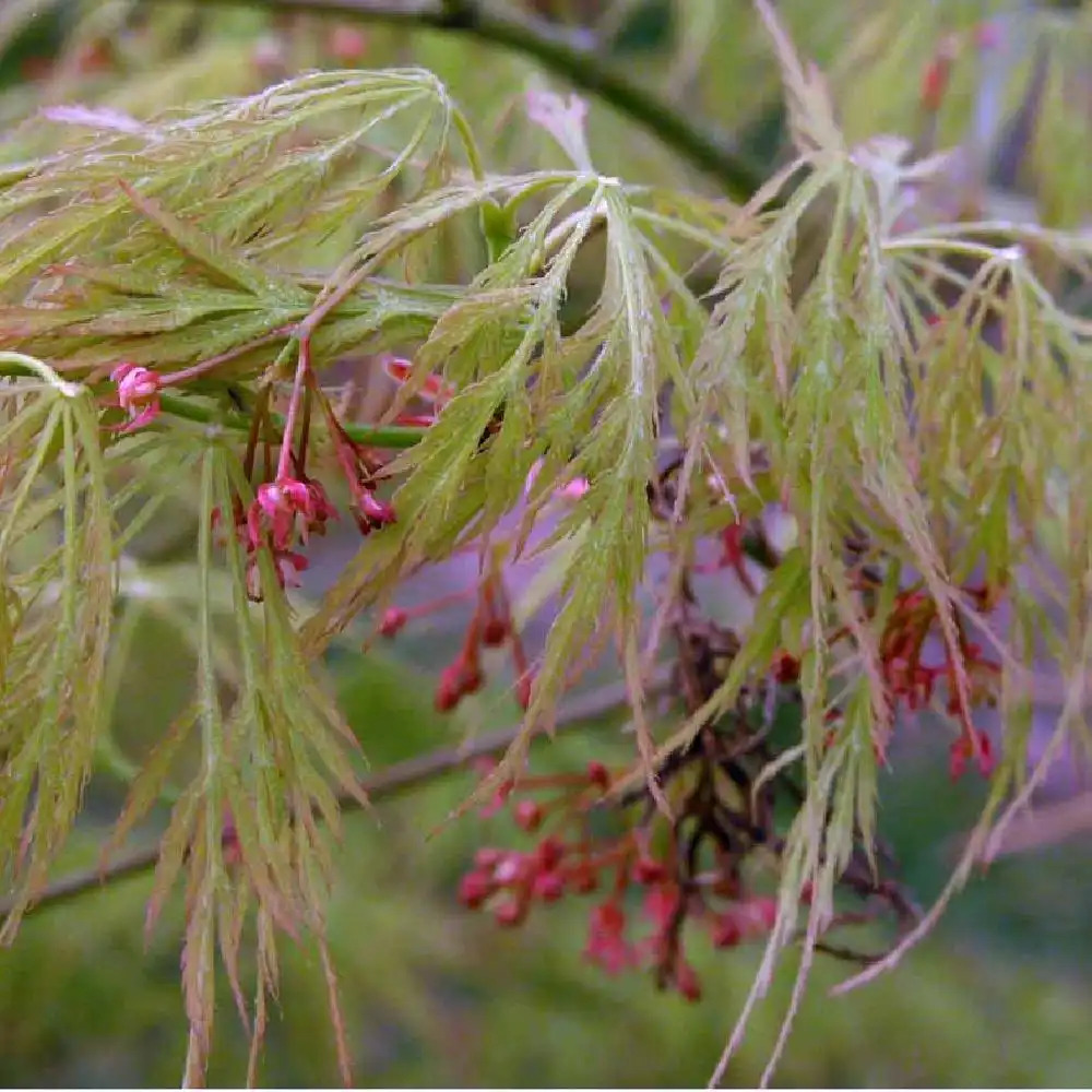 ACER palmatum 'Dissectum Viridis'