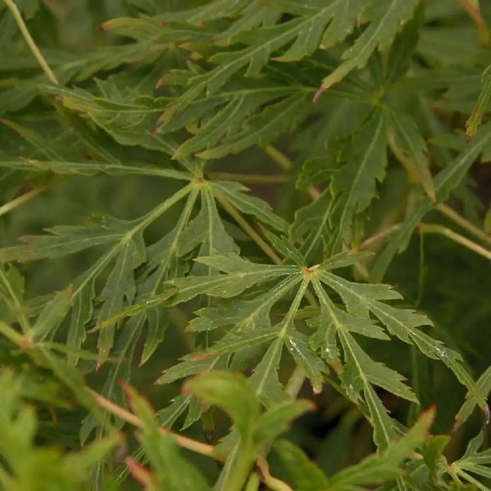 ACER palmatum 'Dissectum'