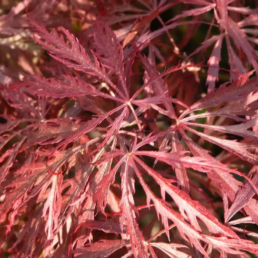 Les feuilles : structure, formes et dispositions - Arrosoirs et Sécateurs