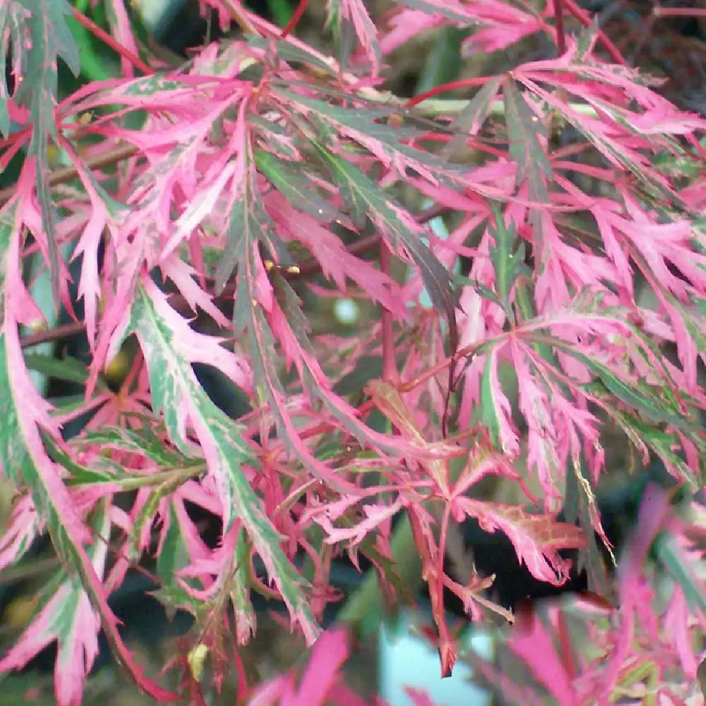 ACER palmatum 'Hana Matoi'