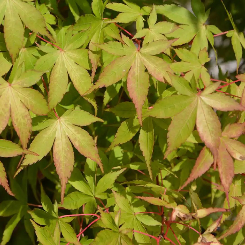 ACER palmatum 'Katsura'