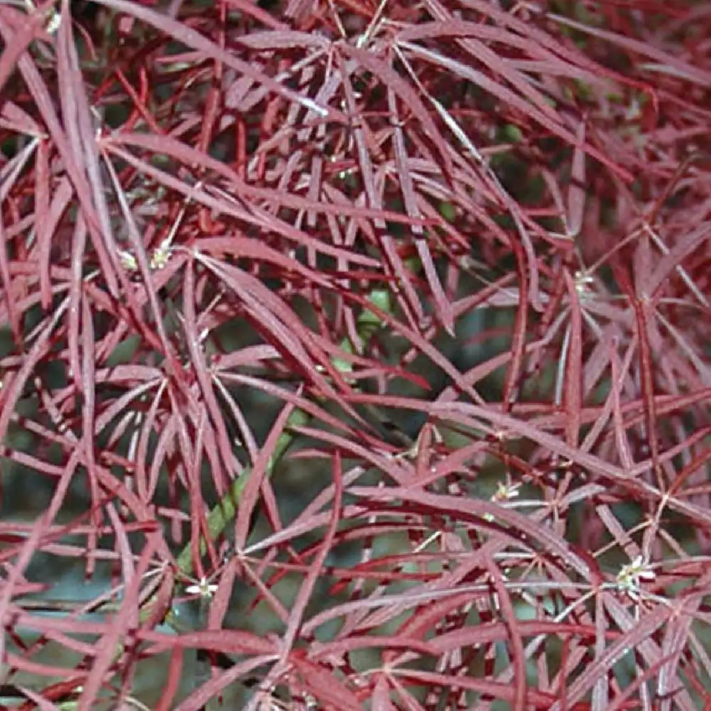 ACER palmatum 'Red Pygmy'