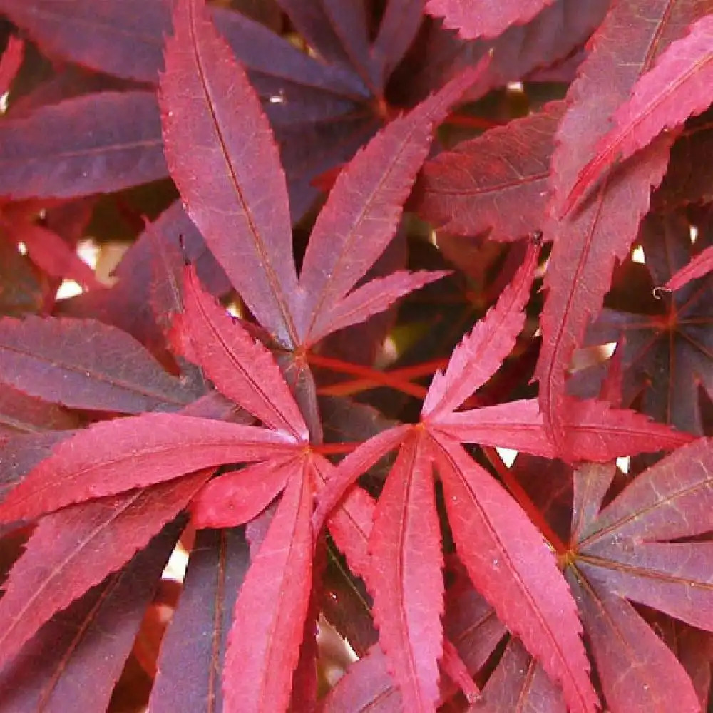 ACER palmatum 'Shaina'