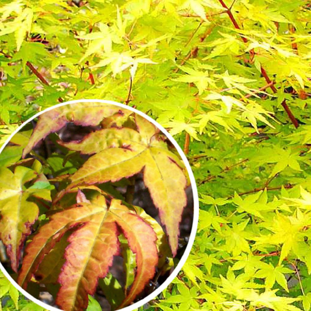 ACER palmatum 'Ueno-yama'